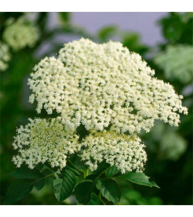 Elderflower flavour